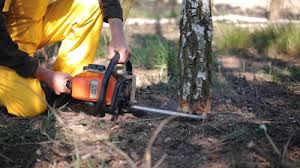 Best Tree and Shrub Care  in Dumont, NJ