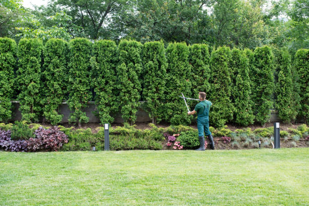 Best Tree Fertilization Services  in Dumont, NJ